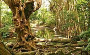 Foto: Skurriles und interessantes Wurzelwerk aum Ufer den Indian River auf Dominika.