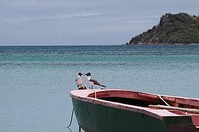 Boot mit Möwen vor Carriacou