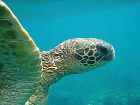 Foto: Grüne Wasserschildkröte vor Turtle Town.