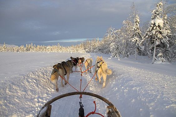 Hundeschlittenfahren in Lappland