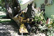 Fotos: Vom Baum erschlagener Schulbus im botanischen Garten von Roseau.