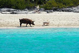 Foto: Die schwimmenden Schweine am Major Spot in den Bahamas/Exumas.
