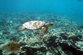 Fotos von den Inseln Sister Island und dem Korallenriff  - Seychellen bei La Digue im Indischen Ozean