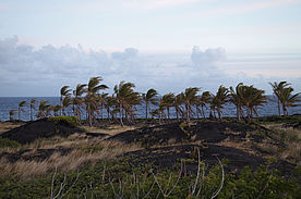 Foto: Palmen in mitten eines Lavafeldes am Puu Oo.