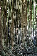 Foto: Riesiger Banyan Tree - war zu sehen in Der Fluch der Karibik.