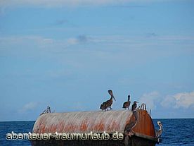 Foto: Pelikane auf einer Boje vor Tobago.