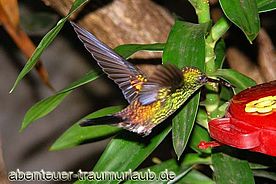 Foto: Fliegender Colibri auf Tobago.