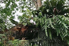 Fotos: Diverse Pflanzen im Botanischen Garten auf Guadeloupe.