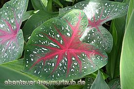 Foto: Rot Grüne Blätter.