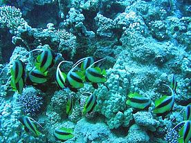 Unterwasserfoto: Rotmeer Wimpelfische in Ägypten.