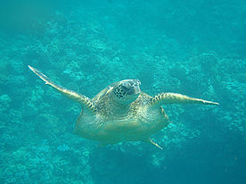 Foto: Grüne Wasserschildkröte.