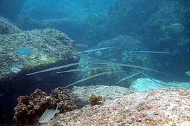 Foto: Unterwasserfotos am Anse Lazio