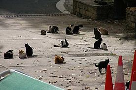 Foto: Katzen warten auf Futter.