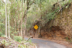 Foto: Straße duch einen Urigen Wald auf Molokai.