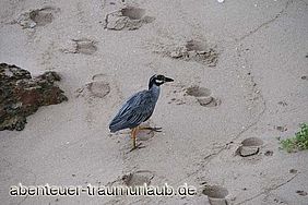 Foto: Wasservogel am Strand auf Tobago.
