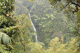 Foto: Akaka Wasserfall auf Big Island.
