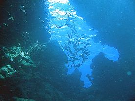 Unterwasserfotos am "Dolphin House" im Roten Meer - Ägypten. zu sehen sind Blaupunkt-Stachelrochen, Barsch, Korallenriffe und Annemonen-Fische