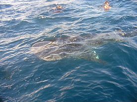 Foto einer Walhai Safari vor der Insel Mahe der Seychellen