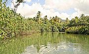 Indian River auf Dominika