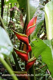 Foto: Im Main Rigde Forest Reserve auf Tobago: Tropische Pflanze.