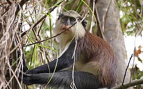 Wilder lebender Affe auf Grenada