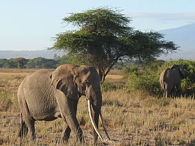 Foto: Elefantenbulle in Kenia - Afrika.
