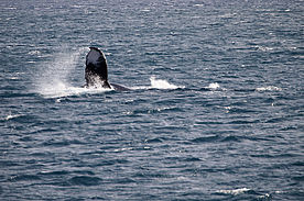 Foto: Flosse eines Buckelwals.