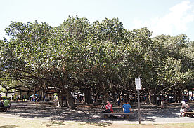 Foto: Der Banyon Tree in Lahaina.