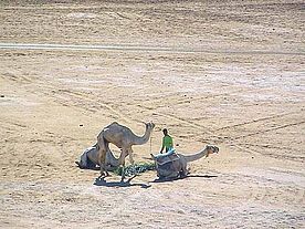 Foto: Kamele in der Sahara bei Marsa Alam.