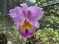 Foto: Orchidee im botanischen Garten von Victoria - Mah