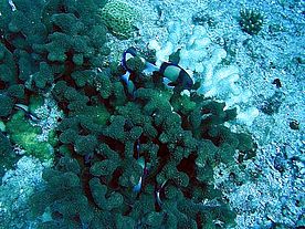 Unterwasserfotos beim Tauchen vor Mahé bei unserem  Seychellen Urlaub