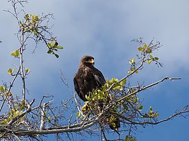 Auf dem Weg durch Manrovenwälder nach Cayo Guillermo sehen wir einen Adler
