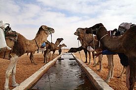 Fotos: Dromedare an der Tränke und Reiten auf einem Dromedar in der Sahara