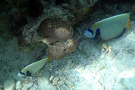 Unterwasserfoto bei St.Pierre - Seychellen