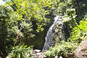 Foto: Regenwald & Wasserfall im Hinterland von St.Vincent - Karibik