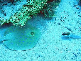 Unterwasserfotos am "Dolphin House" im Roten Meer - Ägypten. zu sehen sind Blaupunkt-Stachelrochen, Barsch, Korallenriffe und Annemonen-Fische
