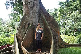 Foto: Feigenbaum im botanischen Garten bei Deshaies auf Guadeloupe