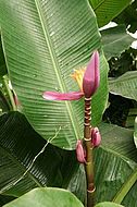 Fotos: Diverse Pflanzen im Botanischen Garten auf Guadeloupe.