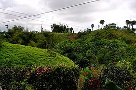 Foto: Regenwald & Gewürzplantagen im Hinterland der Karibik Insel Grenada.