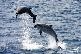 Foto: Freilebende, springende Delfine In der Straße von Gibraltar.