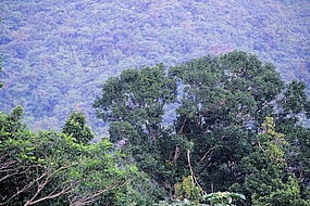 Fotos aus dem Morne Diablotins National Park af Dominica 