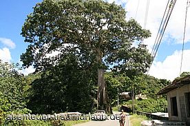 Foto: Der älteste Baum Tobagos