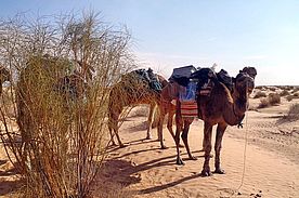 Fotos in der Sahara: die Dromedare packen