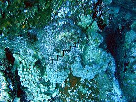 Unterwasserfotos beim Tauchen vor Mahé 