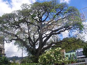 Foto eines 400-jähriger Regenbaumes auf dem Platz der Kathedrale, welcher nach dem Literaturnobelpreisträger Derek Walcott benannt ist. St.Lucia - Karibik