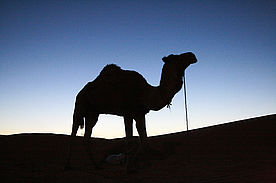 Foto: Dromedar im Gegenlicht bei Sonnenuntergang in der Wüste Tunesiens.