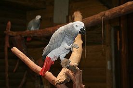 Fotos: Papagei im Parc des Marmelles
