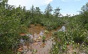 Foto: Port-Louis - Mangrovensümpfe auf Guadeloupe.