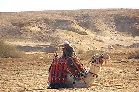 Foto: Beduine  mit Kamel in Ägypten.