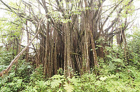 Foto: Riesen Bambus am Akaka Fall - Big Island.